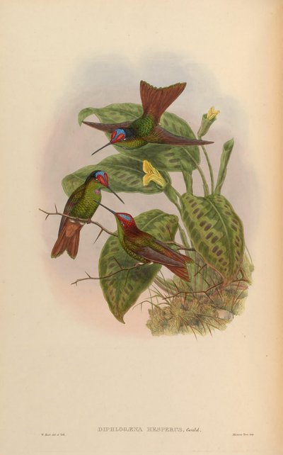 Diphlogaena hesperus = Coeligena iris hesperus af John Gould